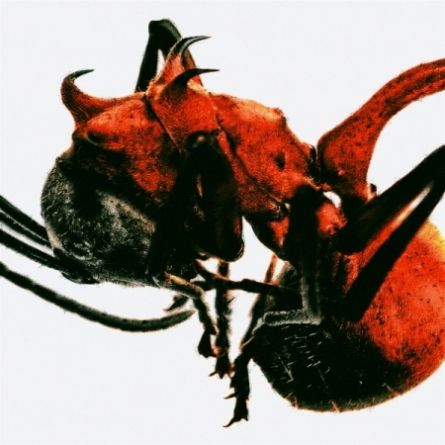 QM - Ant